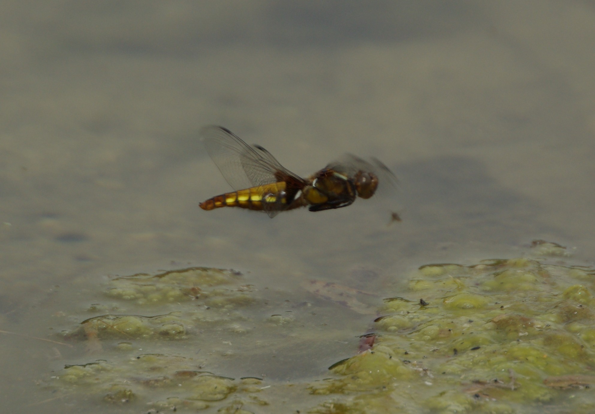 Libellula depressa al volo